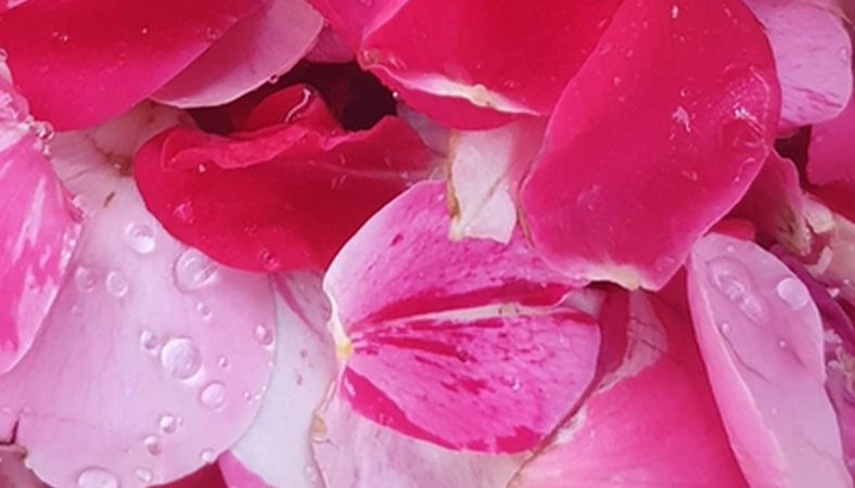 DIY – Brume rafraîchissante aux pétales de roses