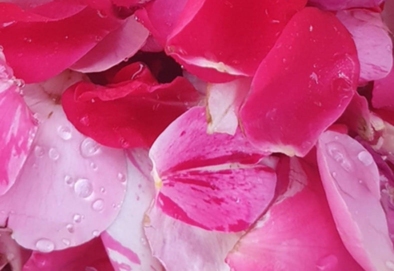 DIY – Brume rafraîchissante aux pétales de roses